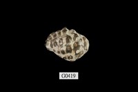 藏品(結螺)的圖片